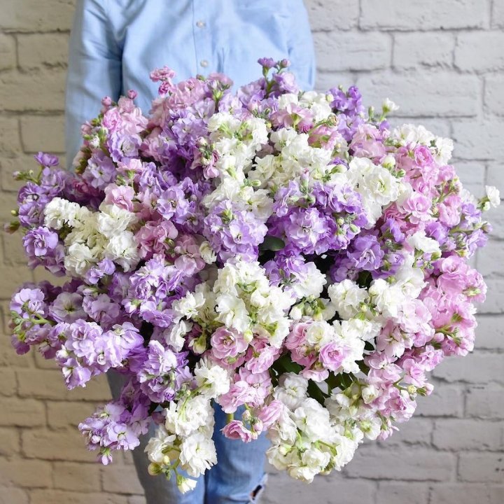 Облако маттиол в Рыбинске