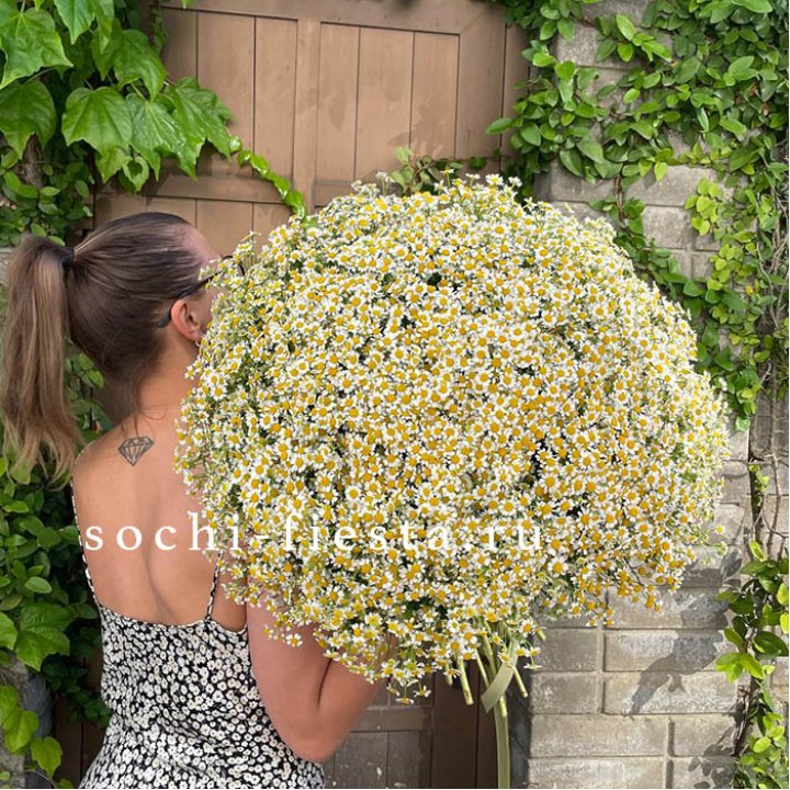 101 ромашка в Рыбинске