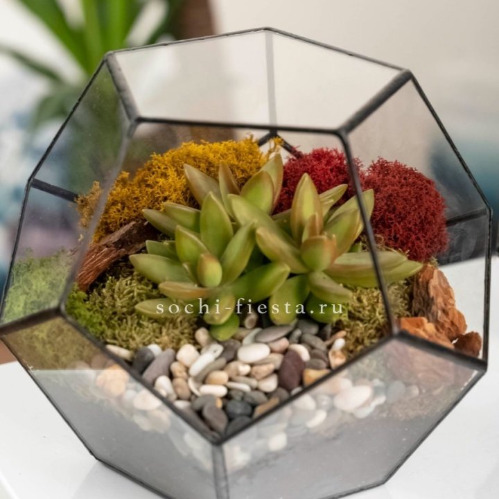 Флорариум “Додекаэдр” с суккулентом Седум в Рыбинске
