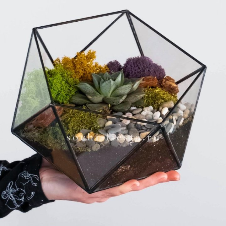 Флорариум “Икосаэдр” с суккулентом Каменная Роза в Рыбинске