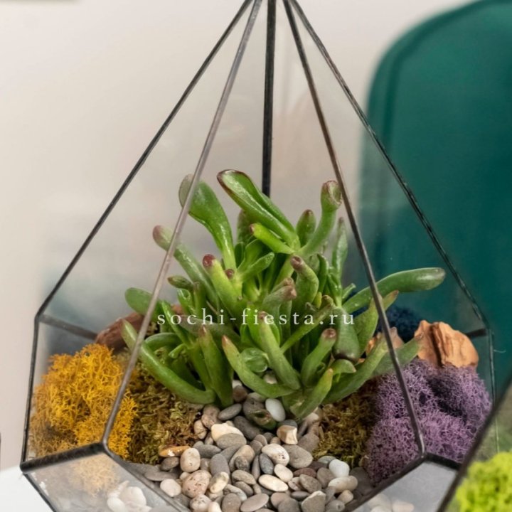 Флорариум “Капля” с суккулентом Крассула Хоббит в Рыбинске