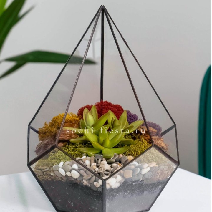 Флорариум Капля с суккулентом в Рыбинске