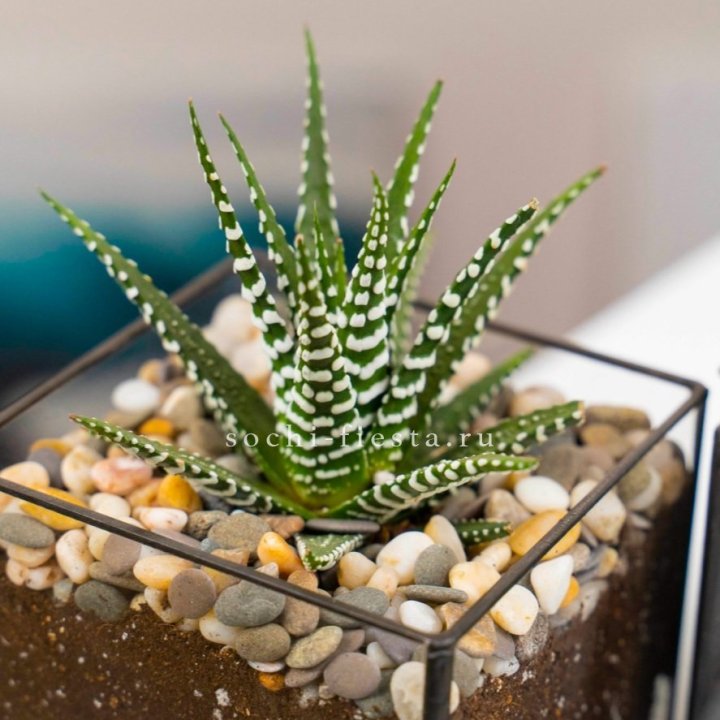 Флорариум Кубик с суккулентом Хавортия в Рыбинске