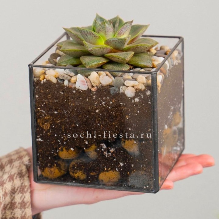 Флорариум Кубик с суккулентом Каменная роза в Рыбинске
