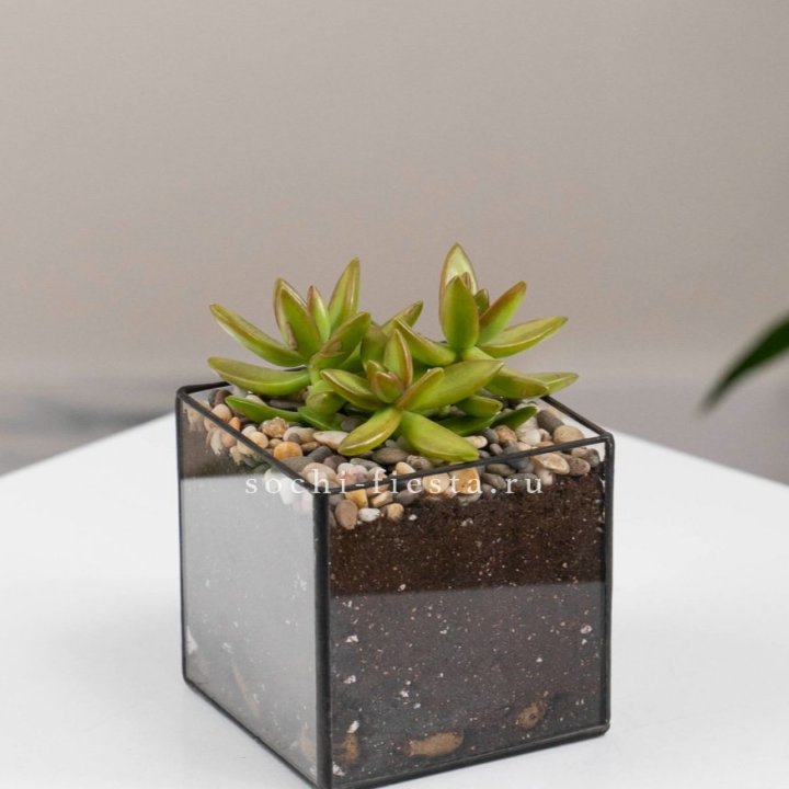 Флорариум Кубик с суккулентом Седум в Рыбинске