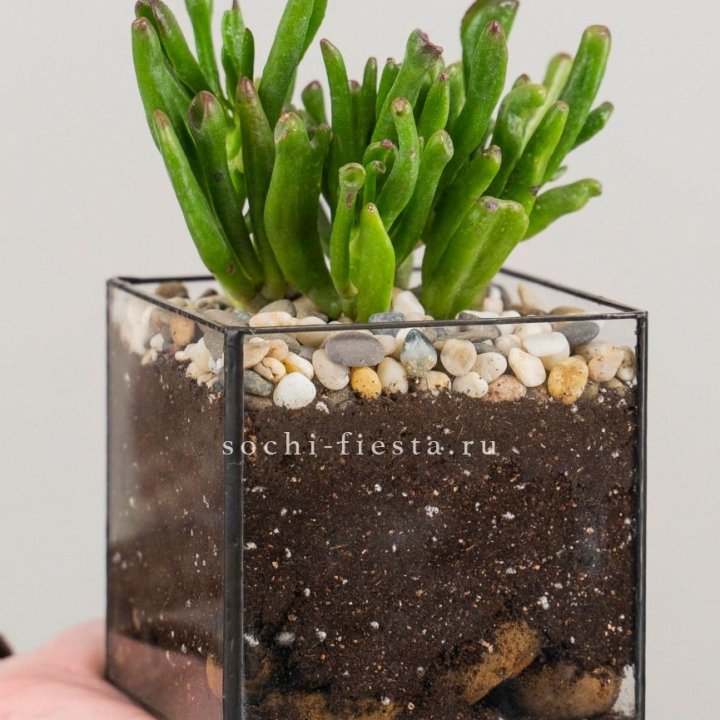 Флорариум Кубик с суккулентом Хоббит в Рыбинске