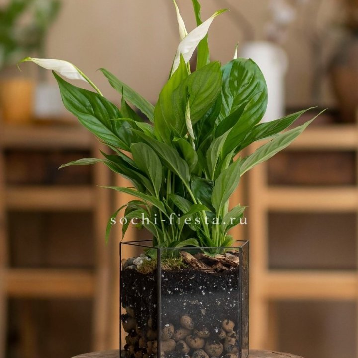 Спатифиллум в кашпо Пятиугольник в Рыбинске