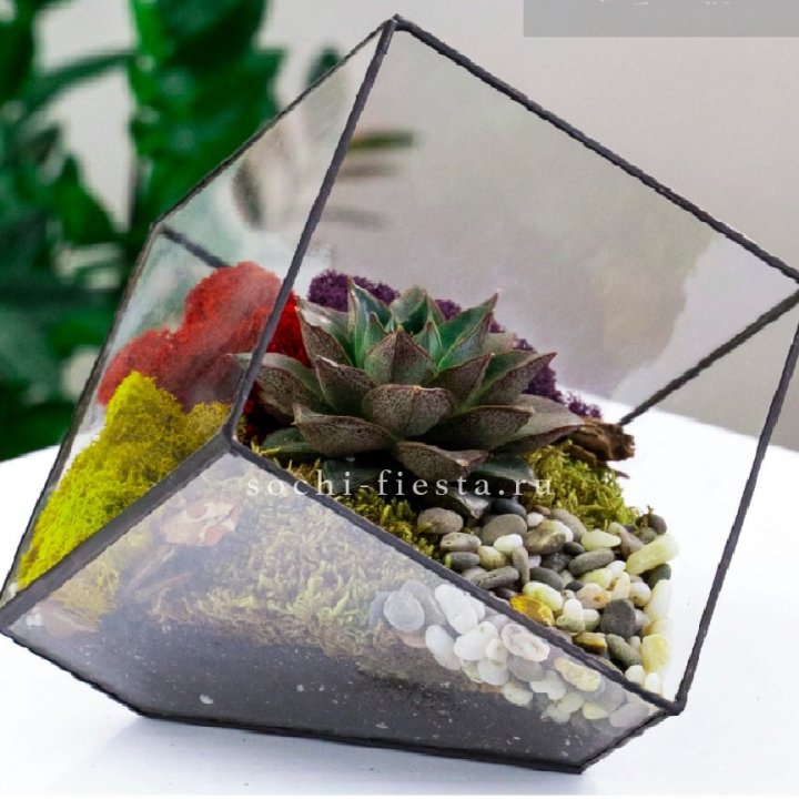 Флорариум Куб усеченный с суккулентом Каменная роза в Рыбинске