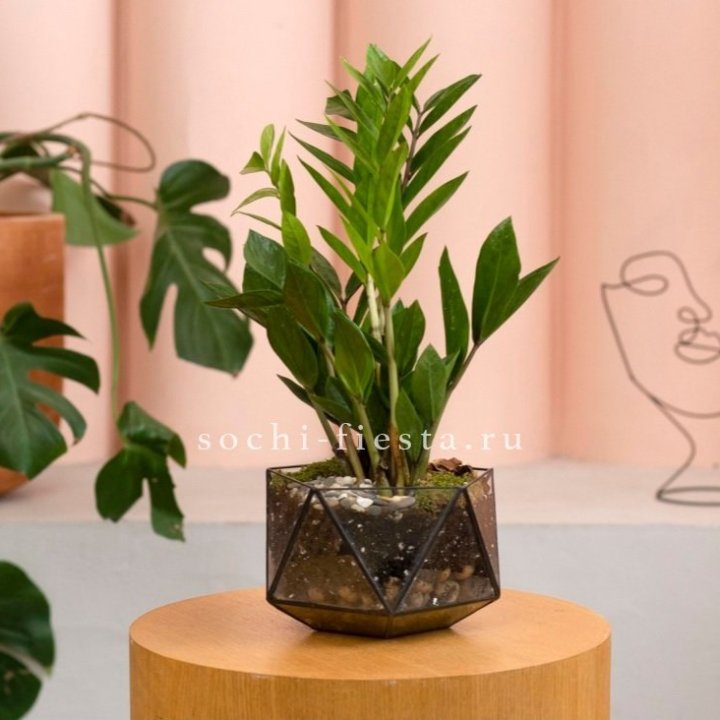 Замиокулькас в кашпо Икосаедр в Рыбинске