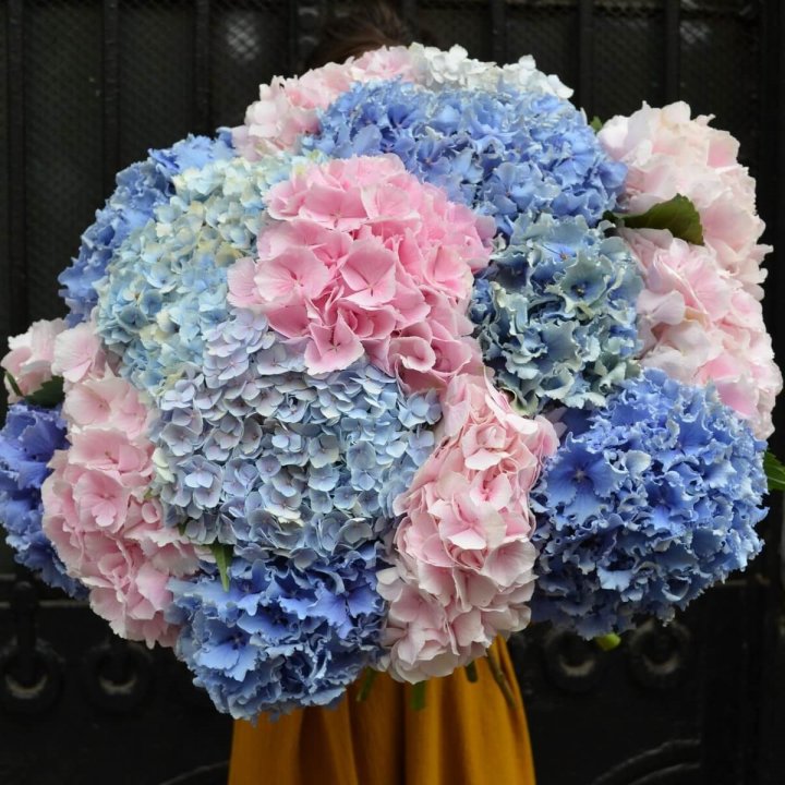 Букет гортензий "Фонтан" в Рыбинске