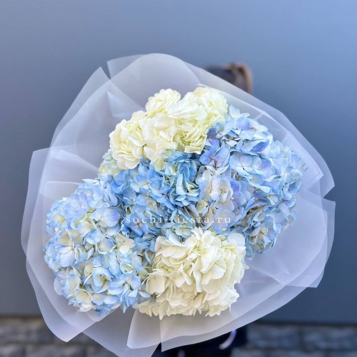 5 бело-голубых гортензий в Рыбинске