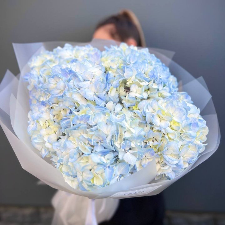 5 голубых гортензий в Рыбинске