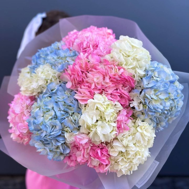 11 гортензий микс в Рыбинске