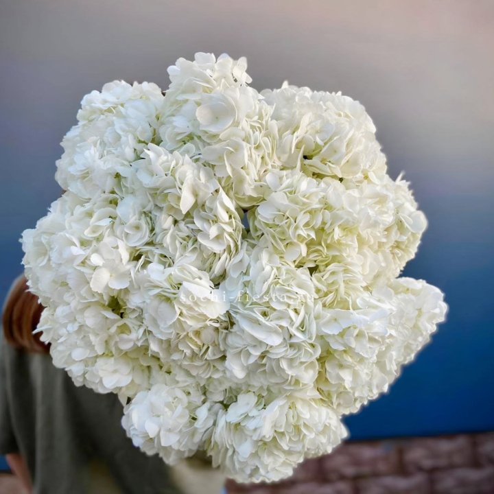 Охапка белой гортензии в Рыбинске