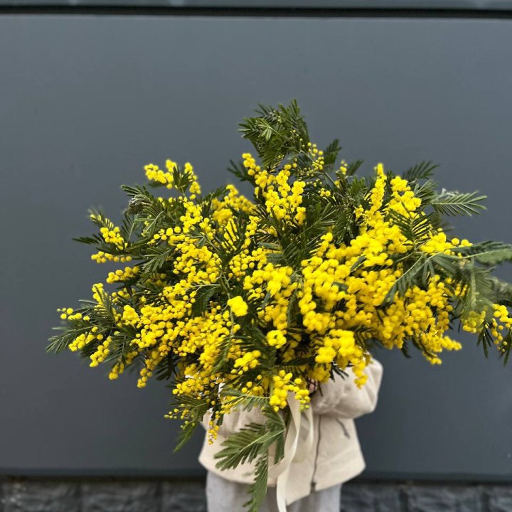 Охопка мимозы в Рыбинске