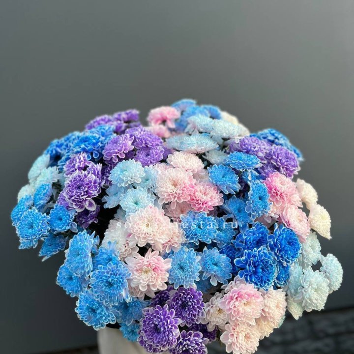 25 цветных хризантем в Рыбинске