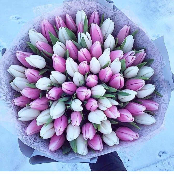 101 тюльпан "Лолипоп" в Рыбинске